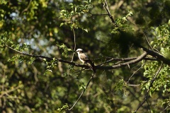 Southern white crowned shrike