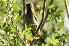 Scarlett chested sunbird female