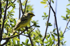 Yellow fronted canary