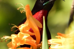 Scarlett chested sunbird male
