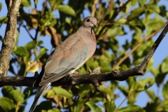 DSC7517-laughing-dove