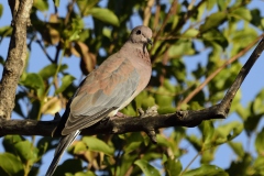 Laughing dove