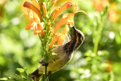 Scarlett chested sunbird female