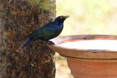 Cape glossy starling