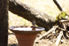 Violet backed starling female