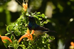 White bellied sunbird male