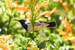 White bellied sunbird male