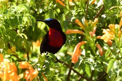 Scarlett chested sunbird male