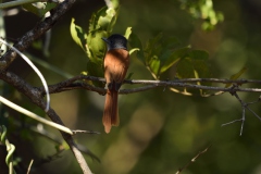 African paradise flycatcher