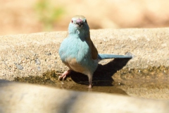 Blue waxbill