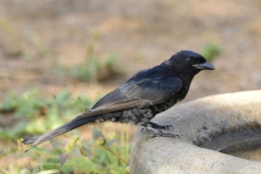 Fork tailed drongo