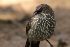 Arrow marked babbler