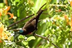 Scarlet chested sunbird