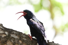 Green woodhoopoe