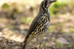 Groundscraper thrush
