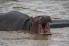 Hippo