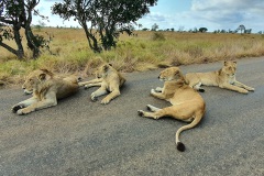 Lions
