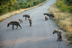 Hyenas