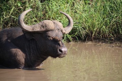 Buffalo