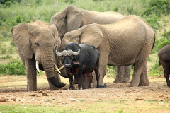 Elephants with buffalo