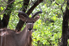 Kudu