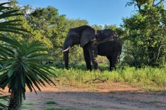 Masorini-Bush-Lodge-2023-13