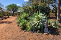 Masorini-Bush-Lodge-2023-17