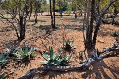 Masorini-Bush-Lodge-2023-18