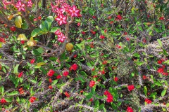 Masorini-Bush-Lodge-2023-16